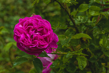 Pink flowers peonies flowering on background pink peonies. Peonies garden.