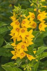 Garden Loosestrife flower grows in the garden