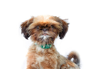 Tiny puppy dog looking at camera. Cute fluffy dog with curious or serious body language. 4 months old, female Shih Tzu, red or brown. Teacup or lap dog. Selective focus. White background.