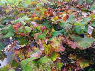 収穫後の秋のブドウ棚の葉