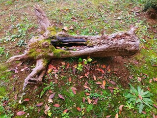 アートな伐採され倒れた木の根っこ