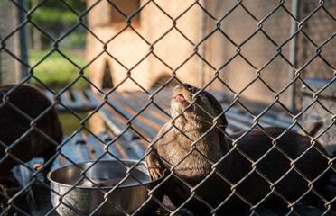 Amphibian otter in a park enclosure