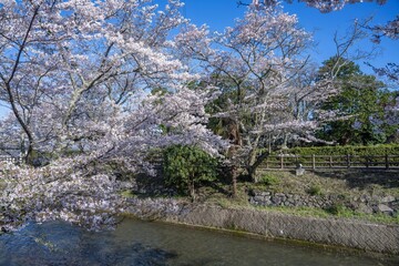 清流沿いに咲く満開の桜の情景