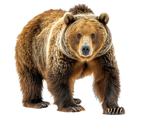 Fototapeta premium A Bear isolated on a transparent background for web banner, wallpaper