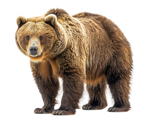 Fototapeta premium A Bear isolated on a transparent background for web banner, wallpaper