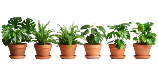 Set of tropical plant isolated on a transparent background for web, banner, wallpaper