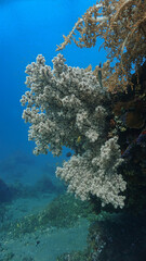 Underwater photo of beautiful and colorful soft corals. From a scuba dive in Bali, Indonesia, Asia.