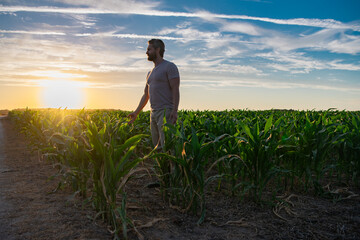 Farmer examining corn plant in field. Agricultural activity at cultivated land. Man agronomist inspecting maize seedling. Senior farmer standing in corn field examining crop at sunset.