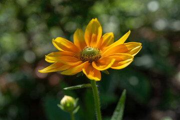 close-up of Rudbeckia 
