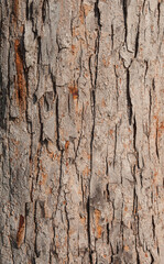 fresh tree bark texture