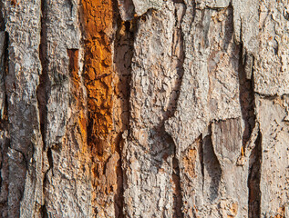 fresh tree bark texture