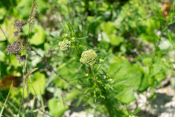 close-up of yarrow flower cluster buds in bright summer sunlight © eugen