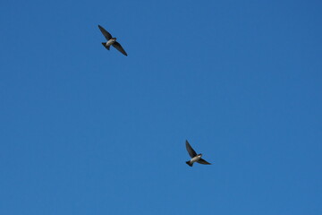 飛行するイワツバメ