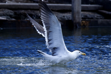 Um espetáculo das gaivotas na distribuição de restos de peixes e peixes menores pelos pescadores no canal de Ponta Negra - Maricá - RJ 