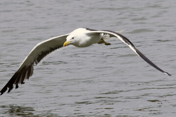 Um espetáculo das gaivotas na distribuição de restos de peixes e peixes menores pelos pescadores no canal de Ponta Negra - Maricá - RJ 