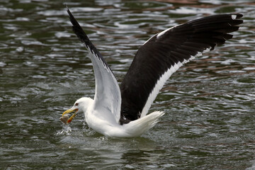 Um espetáculo das gaivotas na distribuição de restos de peixes e peixes menores pelos pescadores no canal de Ponta Negra - Maricá - RJ 