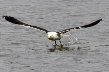 Um espet&aacute;culo das gaivotas na distribui&ccedil;&atilde;o de restos de peixes e peixes menores pelos pescadores no canal de Ponta Negra - Maric&aacute; - RJ 