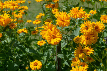 Heliopsis helianthoides or false sunflower in bloom in a sunny garden