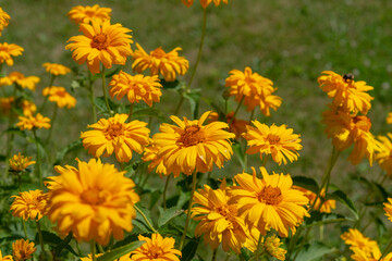 Heliopsis helianthoides or false sunflower in bloom in a sunny garden