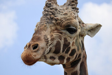 Giraffe face close up 