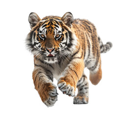 Obraz premium A Tiger isolated on a transparent background for web, banner, wallpaper
