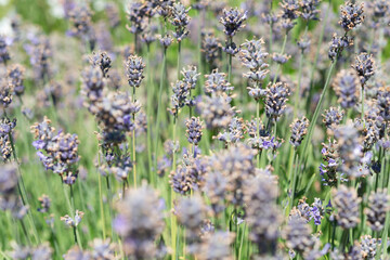 fading though mature lavender spikes 