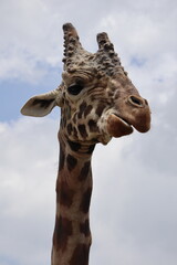 Obraz premium Giraffe neck close up 