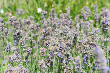 fading though mature lavender spikes 