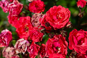 rose buds and blossoms close-up