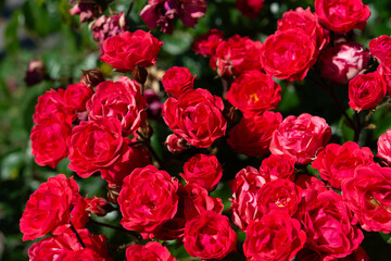 close-up of red flowers