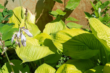bright green leaves (hosta) in the garden