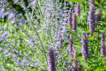 anise hyssop and perovskia flower spikes in the garden
