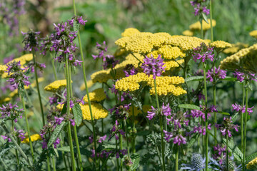 Betony (Stachys officinalis?) and achillea or yellow yarrow flowers in a sunny garden © eugen