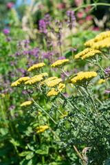 yellow cluster top flowers (achillea yarrow) in the garden © eugen