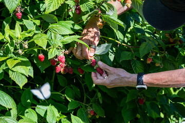 Caucasian woman&rsquo;s hand reaching into a bush to pick a ripe red Tulameen raspberry in a u-pick farm field on a sunny day, nutritious organic fruit, part of heathy lifestyle and diet
