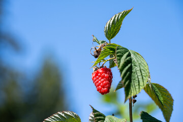 Closeup looking up into the blue sky at a ripe red Tulameen raspberry on a bush growing in a u-pick farm field on a sunny day, healthy nutritious organic fruit
