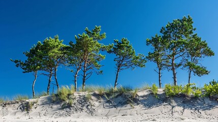 Obraz premium frog perspective of pine trees on a dune of the Baltic Sea at Weststrand on the peninsula Dar during a cloudless sunny summer day with deep blue sky : Generative AI