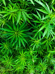 Cannabis plant close up hemp leaves background.