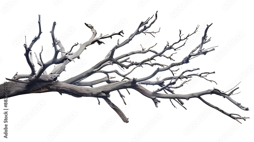Poster crown of dry dead tree with broken branches isolated on white background blank for artwork on the th