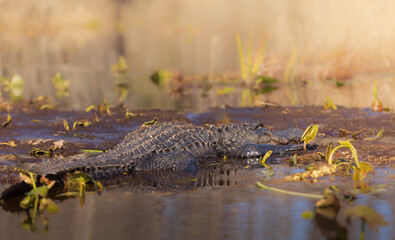 alligator in the swamp