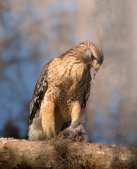 red tailed hawk