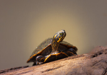 close up of a turtle