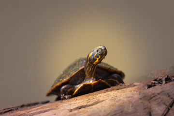 close up of a tortoise