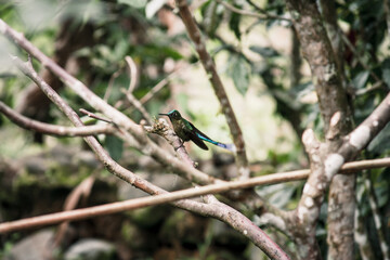 Hummingbird on Branch in Ecuadorian Forest
