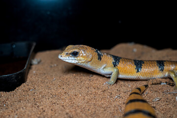 ピーターズバンデッドスキンク