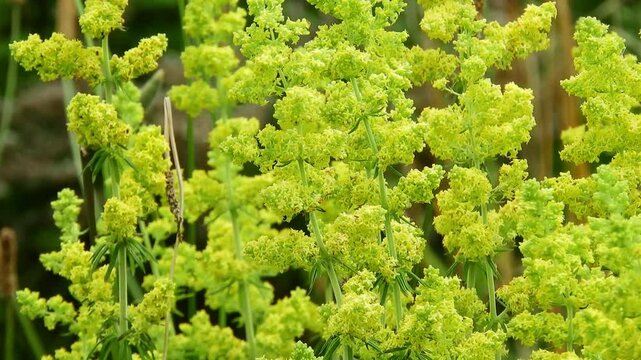 【山野草】キバナカワラマツバ（黄花河原松葉）：Galium verum ssp. asiaticum　240627-1