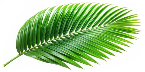 Obraz premium Single Green Palm Leaf on White Background, Isolated, Tropical, Nature, Palm, Foliage