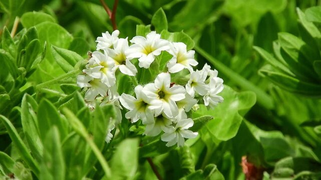 【山野草】スナビキソウ（砂引草、窃衣）：Heliotropium japonicum　240627-1