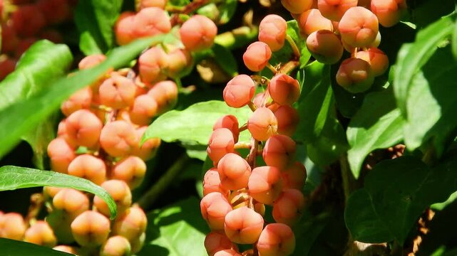 【山野草・樹木】ドクウツギ（毒空木、木本黄精葉鉤吻）：Coriaria japonica　240627-1