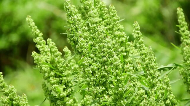 【山野草・帰化植物】ナガバギシギシ(長葉羊蹄)：Rumex crispus　240627-1